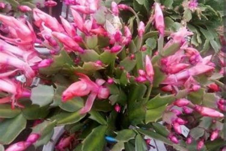 蟹爪兰有花苞了还能施肥吗