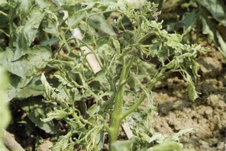 越夏番茄定植后,要在病毒、温度和肥水上下功夫!