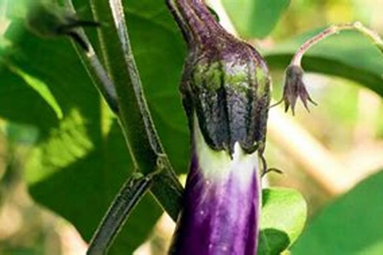 茄子开花期需施什么肥