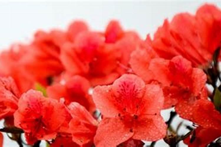 快要成熟的李子遭遇高温缺水的环境,是否能成熟？