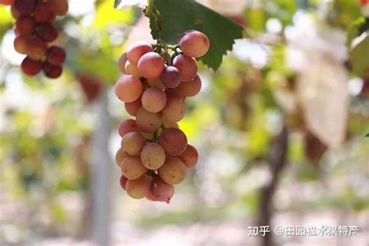 巨峰葡萄成熟期追什么肥料最好