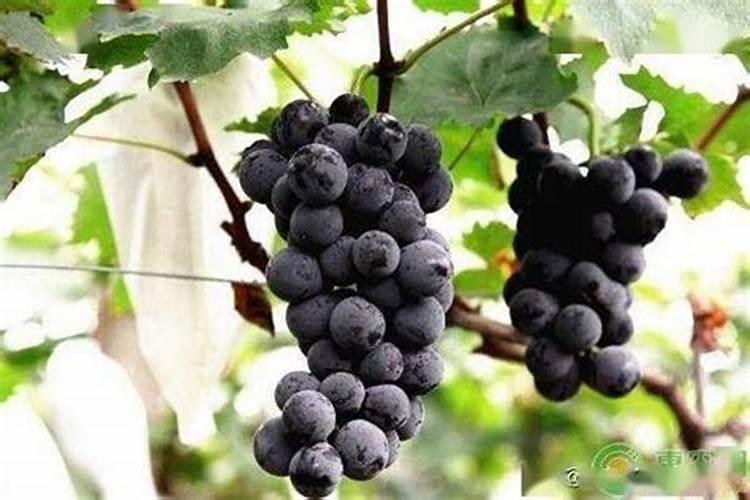 葡萄施钾肥的时候,选择在什么时间进行比较好？