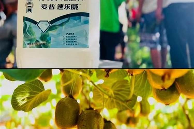 种猕猴桃施什么肥