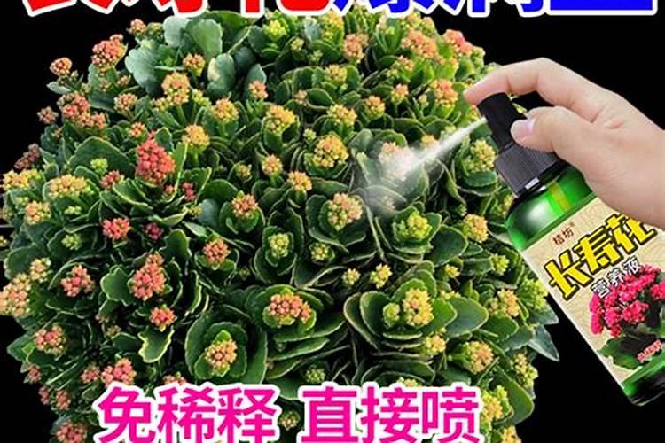 长寿花秋季可施氮肥吗