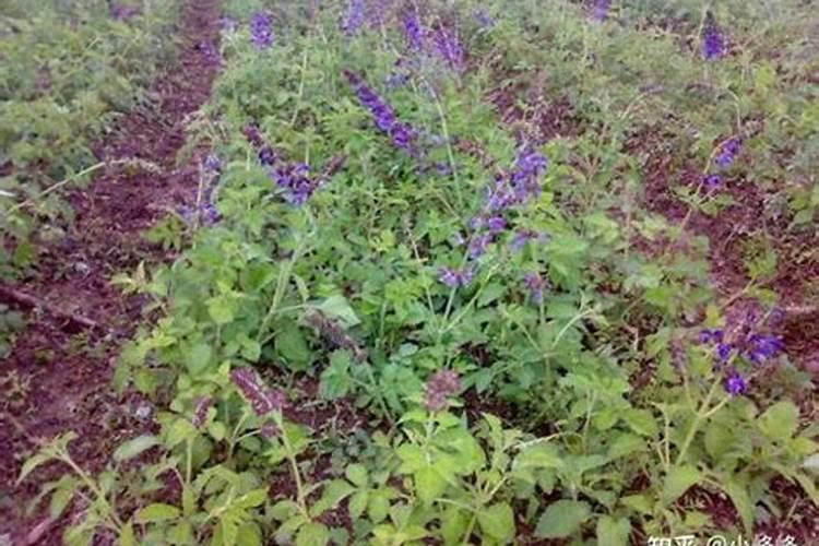 种丹参用什么肥料最好