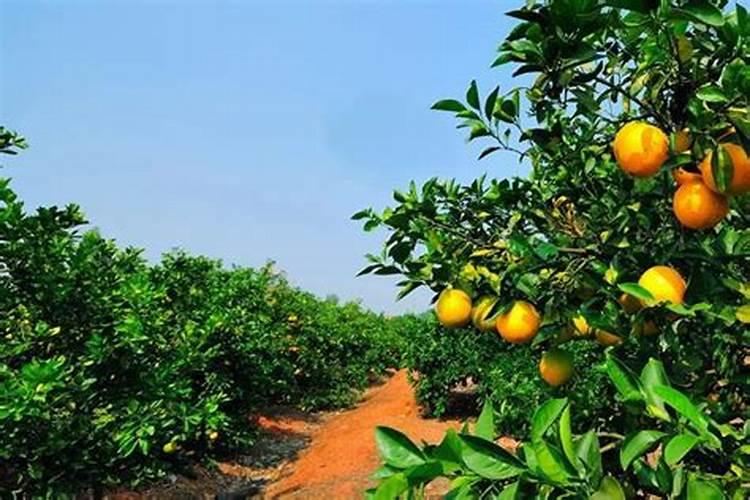 打脐橙叶面肥用什么好？