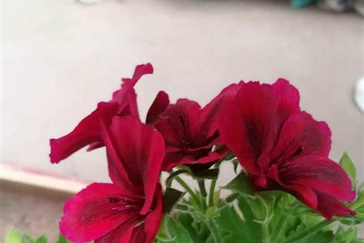 如何给天竺葵施肥