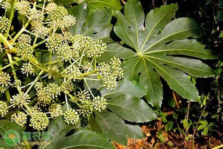 八角树施什么肥料挂果多