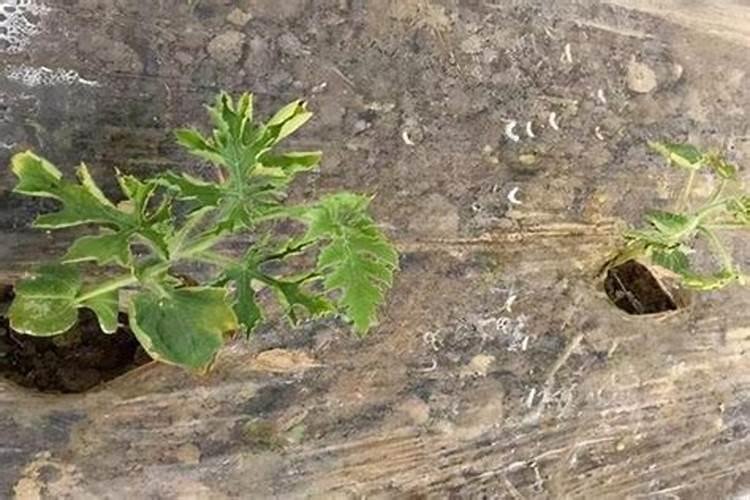 哈密瓜僵苗后怎么处理