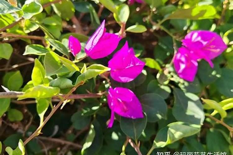 三角梅为什么光长叶子不开花？