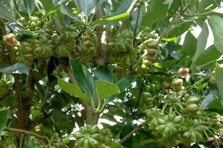 八角树适合施磷酸氢二铵肥吗