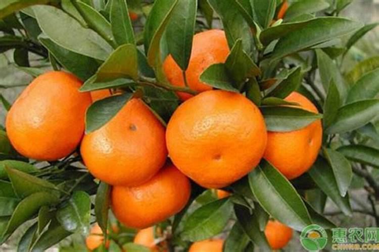 梨树树势过旺也是一种烦恼!真的只是偏施氮肥引起的吗？