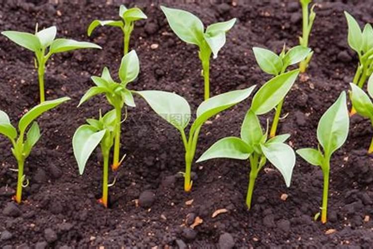 种植十天辣椒苗一亩能四公斤肥吗