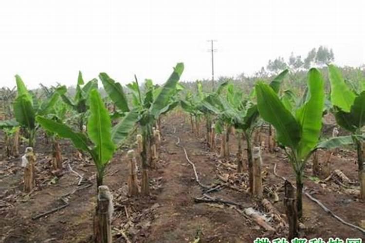 硅肥的施用范围？