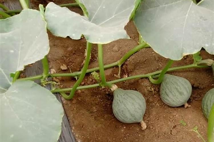 可以补钙的食物有哪些