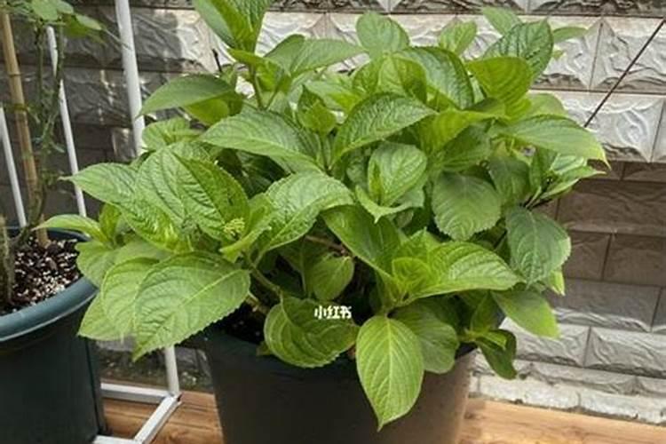 绣球专用肥适合别的花卉吗？