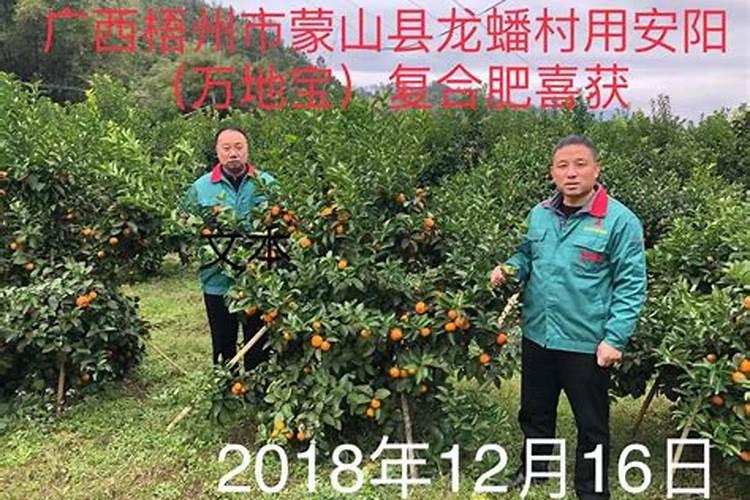 金桔喜欢哪些肥