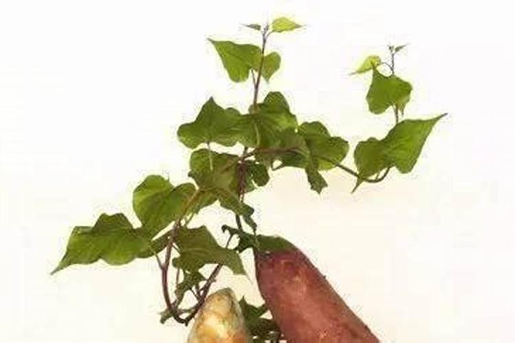 山芋怎么种植方法
