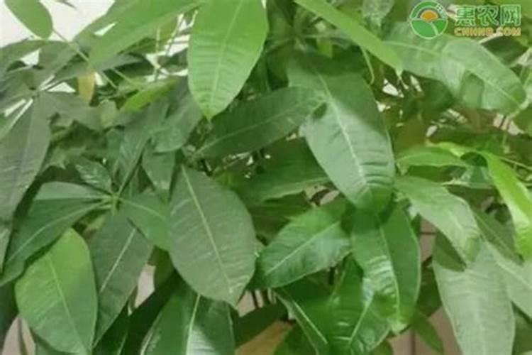 山芋种植时间和方法