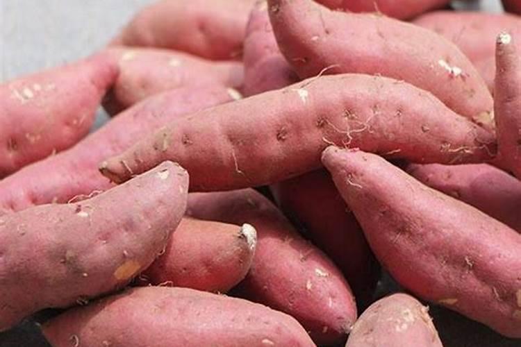 山芋的栽培与管理