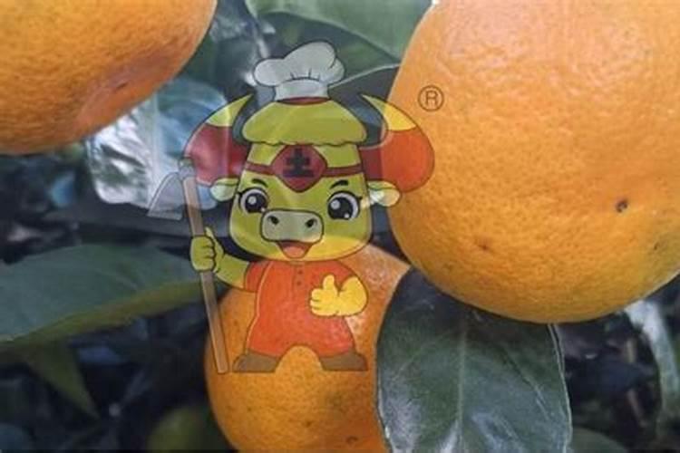 柑桔不同时期的营养需要及用量