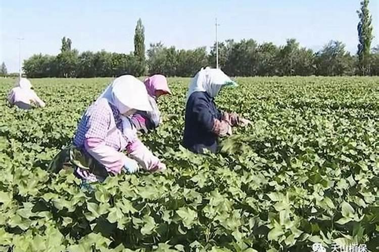 棉花花铃期一米高的棉花如何滴水施肥