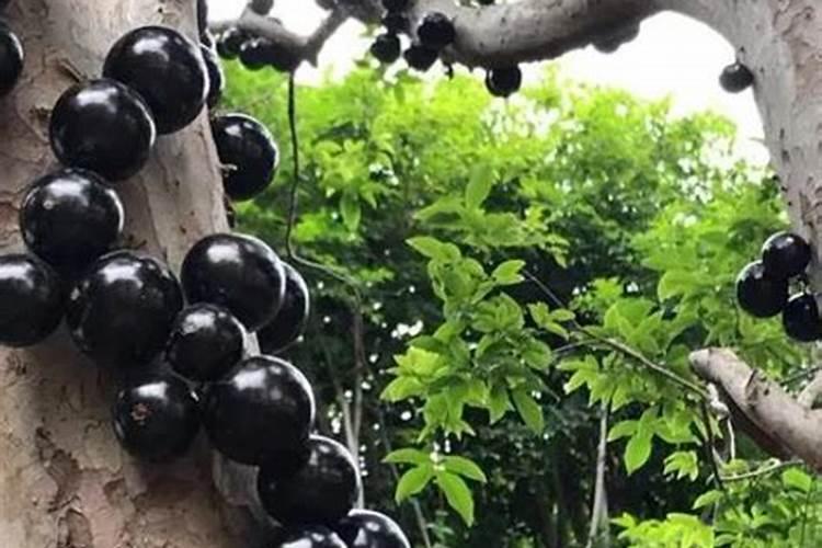 嘉宝果不能施用的三种肥料是哪三种