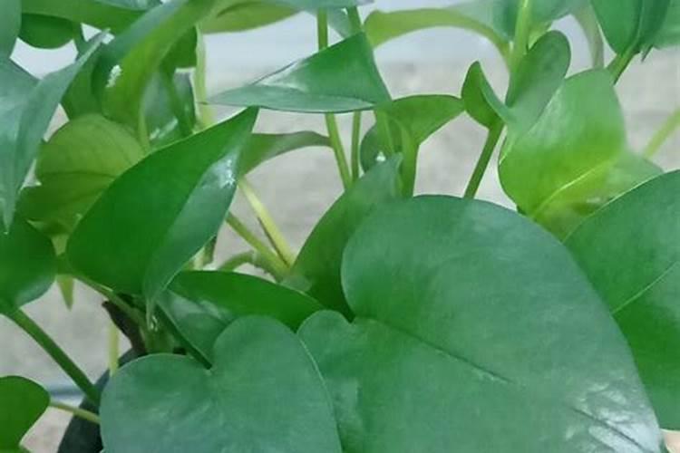 用于花卉的叶面肥配方有哪些