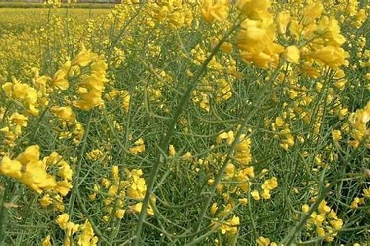 油菜什么时候施硼肥最好