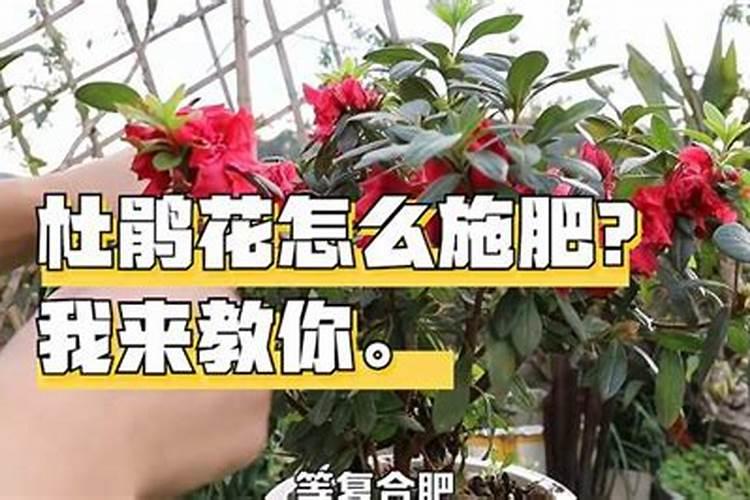 硫酸钾肥料的作用及用途 适合什么花