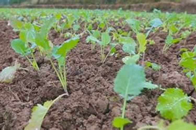 油菜硼肥的最佳使用时期和用量