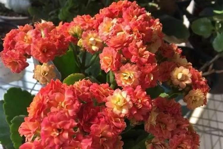 为什么开花要用磷肥