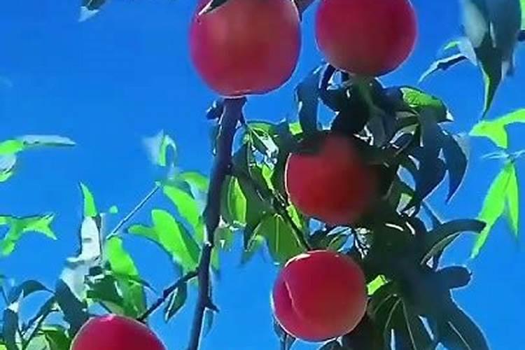 果树开花前不补硼,果农一年瞎忙活,硼肥有多重要？