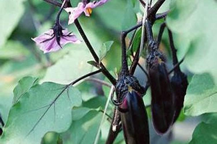 你好老师,种植茄子怎么施肥浇水？