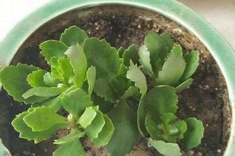 扦插成活的长寿花如何养护长得肥又矮壮