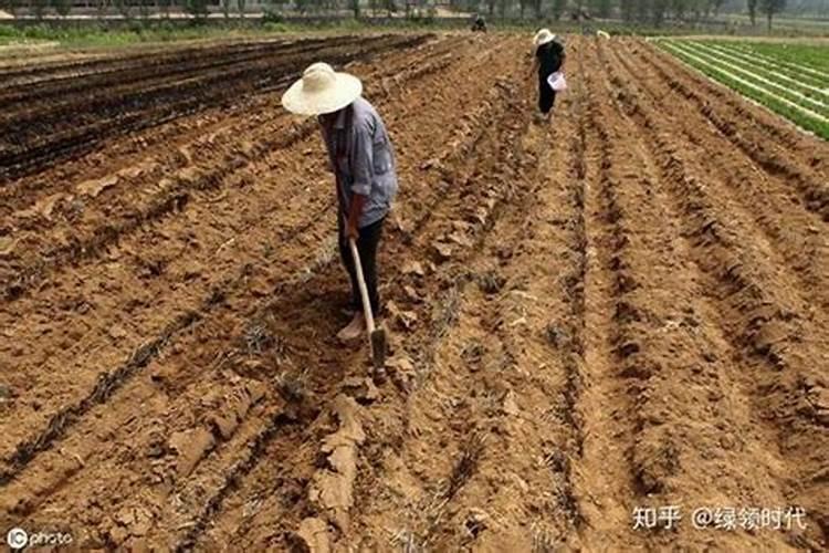 种地使用草木灰的作用