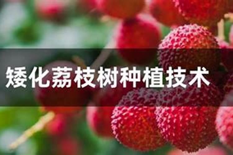 荔枝树的结果树的管理