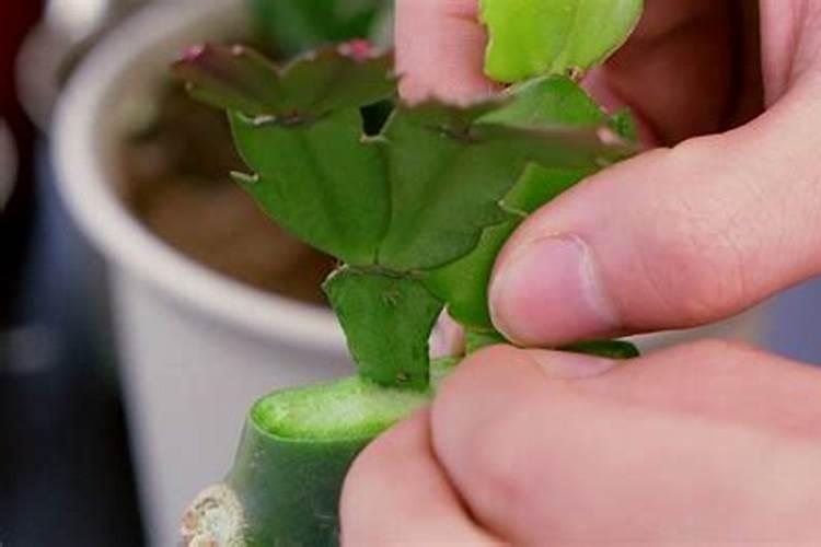 蟹爪兰用什么叶面肥？