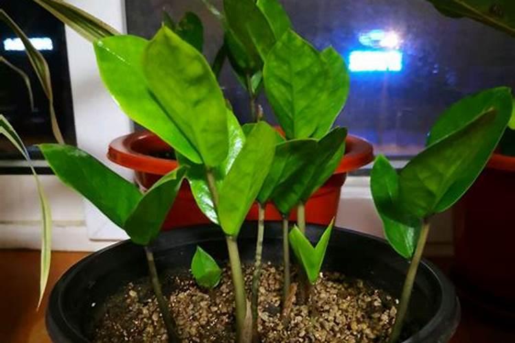 金钱树的养殖方法和注意事项