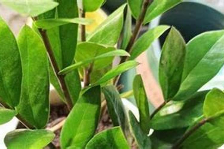 金钱树叶面喷水里可加营养液吗