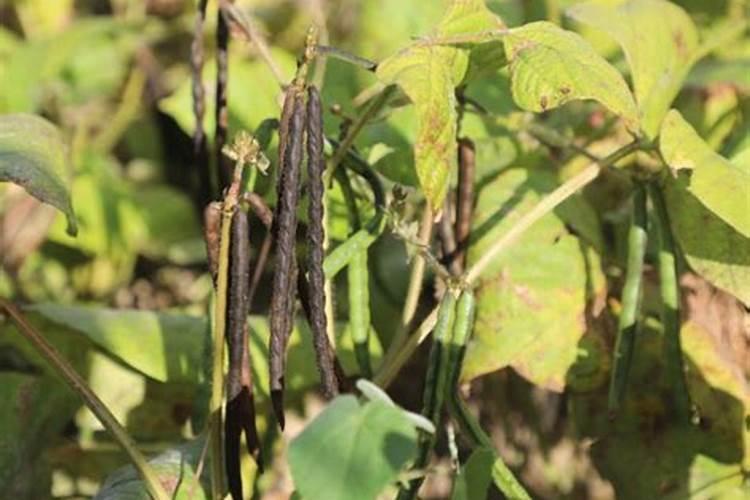 绿豆喜欢什么肥料