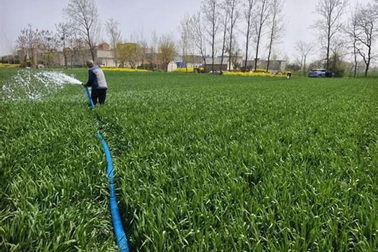 小麦腊月能施肥吗 春节过后小麦施肥的哪个月好