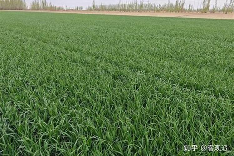 什么时候施肥最好,冬小麦施肥时间