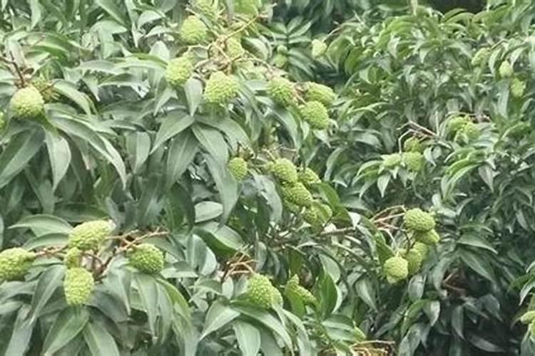 桂花树一般都使用什么叶面肥