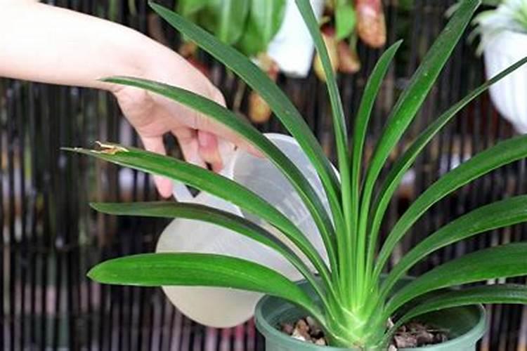 君子兰叶面肥怎么用