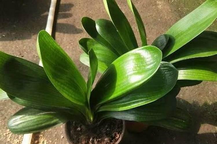 君子兰叶面肥怎么用