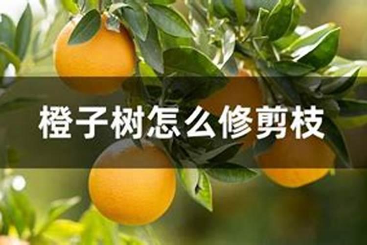 种植橙子用木醋液哪个好