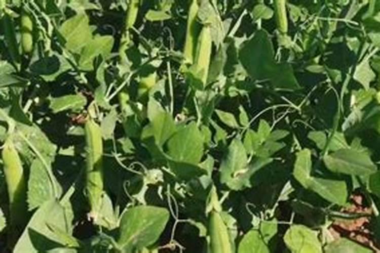 豆角追什么叶面肥结果好？叶面肥什么品牌好？叶面肥价格多少钱一斤？