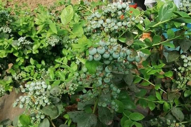 苹果树施什么肥料好？