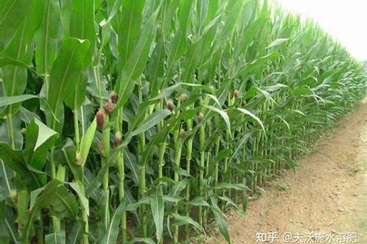 观叶植物用什么肥最好 如何施肥让叶子更油亮